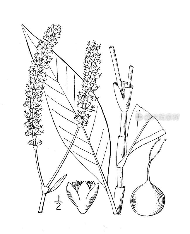 古植物学植物插图:Polygonum Portoricense，密集花桃